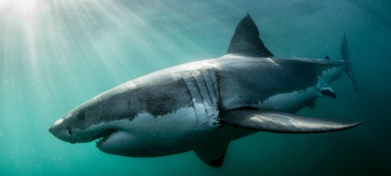 Großer Weißer Hai ©morne Hardenbergatlantic Ed 800x360