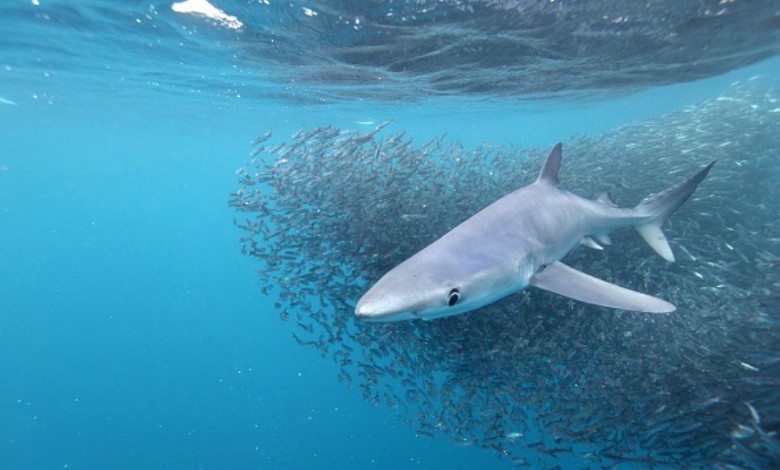 Requin Bleu Low © Alessandro De Maddalena 900x546 780x470