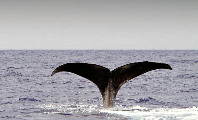 Walbahamasarte 768x466