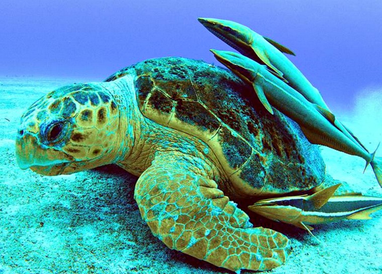 Schildkrötenbahamasarte2 760x546