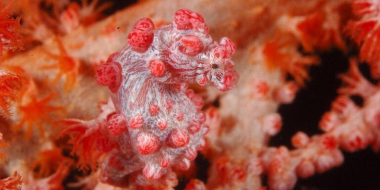 Hippocampe pygmée