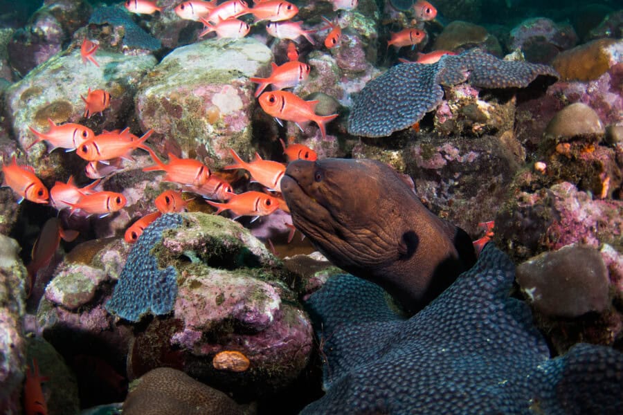 Muräne Sao Tome ©dive Tribe Sao Tomeok