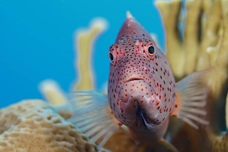 1. Platz Fischporträt Kompaktkamera Luc De Laet