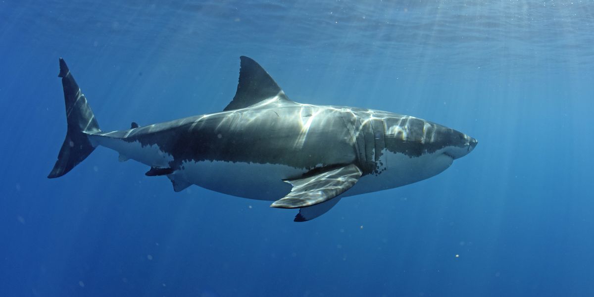 Grand requin blanc à Guadalupe.