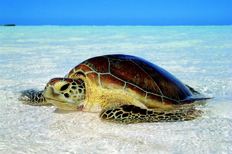 Grüne Schildkröte Cabosse Die Grüne Schildkröte hat ihre Geburtsinsel erreicht ©tec Tec Production