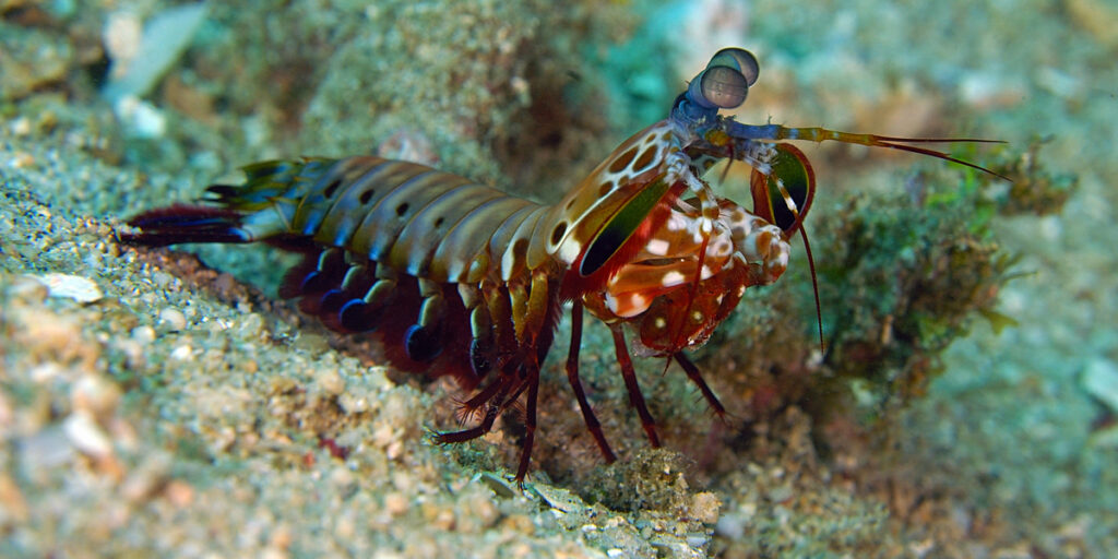 Squille multicolore