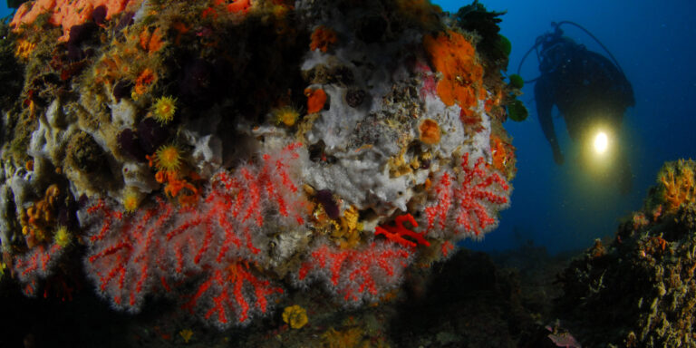 Corail Estartit Costa Brava