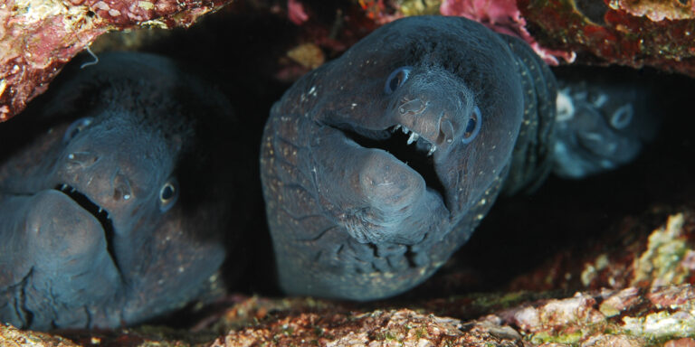 Murène de Méditerranée