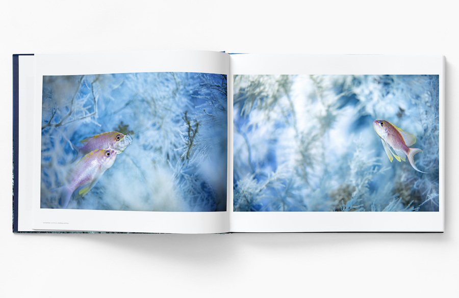 Ballesta Buch Offen Anthias