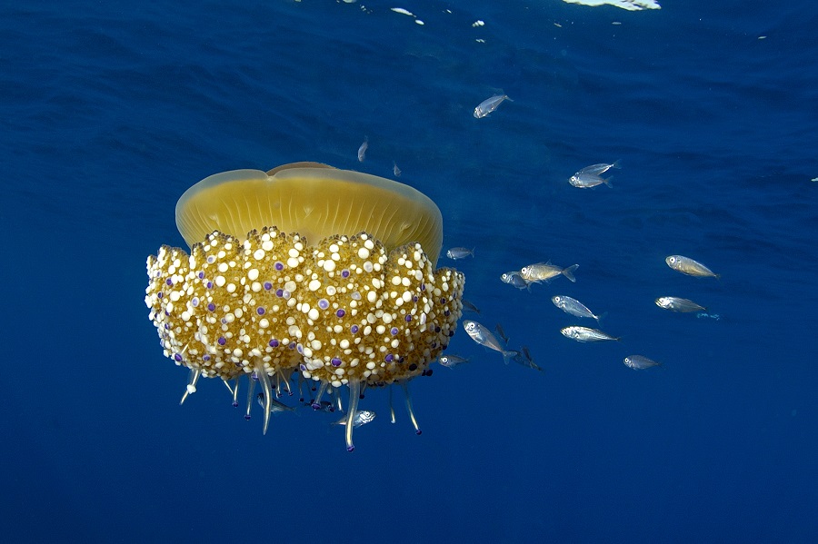 Dominique Barray Meduse 49821