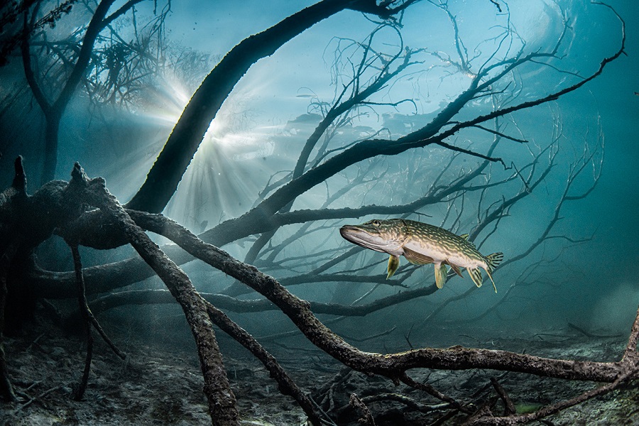 Fiismnc 2020© Silberne Manta Süßwasser Fernandez Caballero Rafael Ein Verwunschener Wald