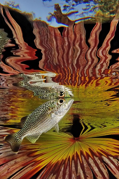 Fiismnc 2020© Goldene Manta Süßwasser Jack Berthomier Karpfen Einige Tage Nach Einer Flut