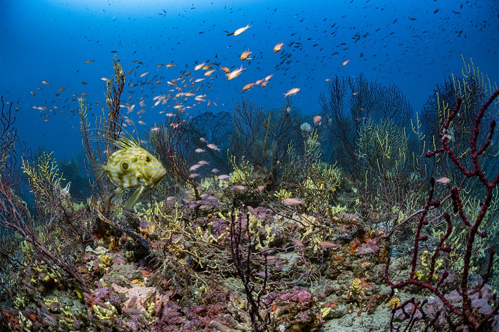 Nationalpark Des Calanques ©laurent Ballesta Expeditions Gombessa2