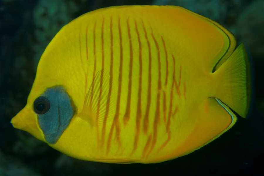 Maskierter Gelber Schmetterlingsfisch Chaetodon Semilarvatus