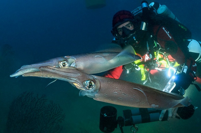 Fortpflanzung Der Aderkalmare ©laurent Ballesta Expeditions Gombessa2