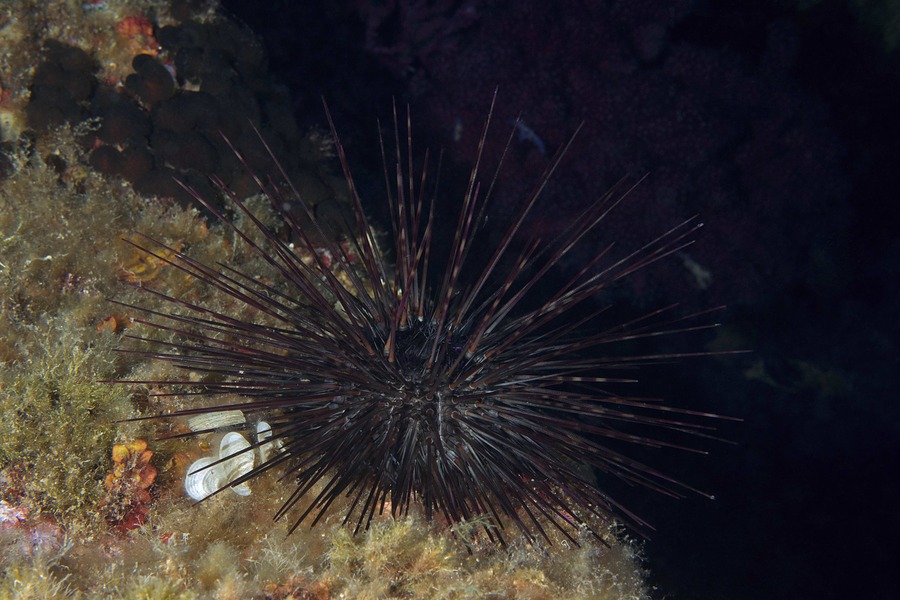 Diademseeigel, Centrostephanus longispinus