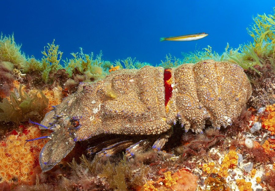 Große Seemerzickade, Scyllarides Latus