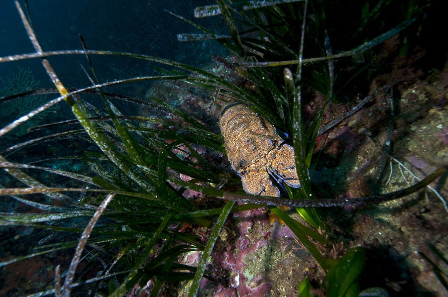 Zickade Posidonias D5182