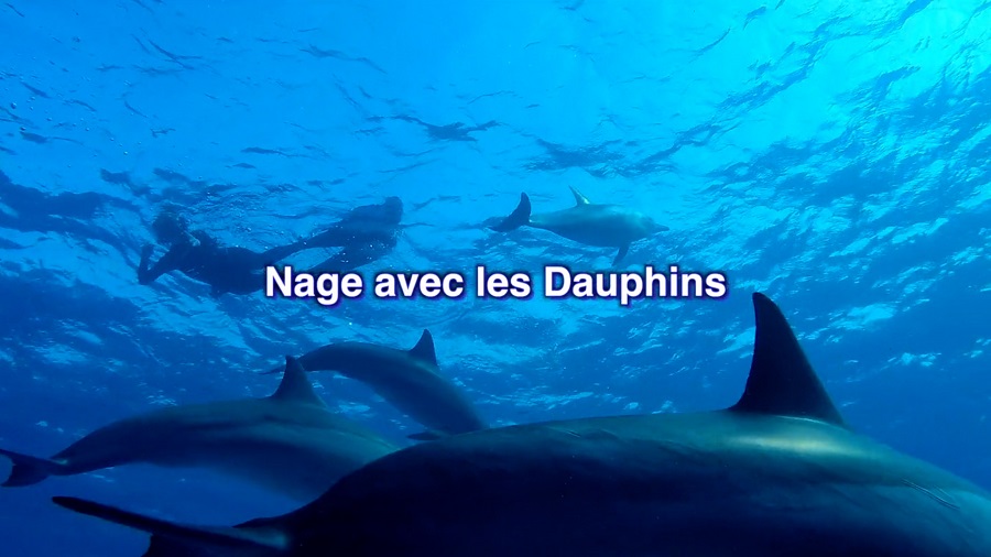 Schwimmen mit Delfinen