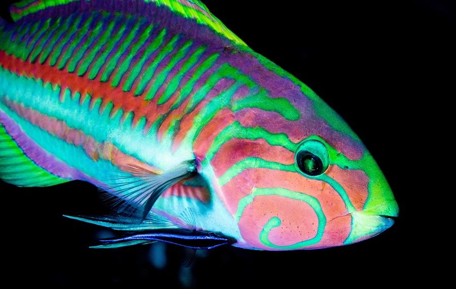 1. Preis Bio Hoffnung 039mayniertheola Meerjunker und sein Lippfisch 900x570