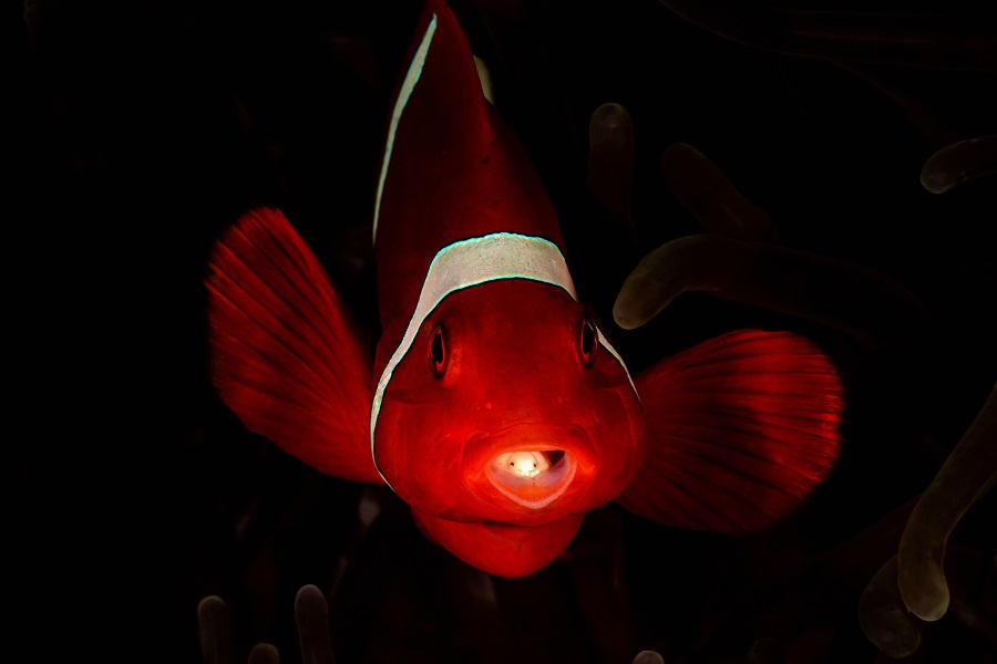 1. Preis Covid 011kazmierskichristopheeinschließen in Lembeh 01April2020