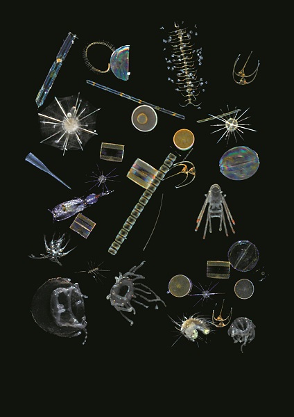 Plankton Mix Frei Von Rechten Für Nichtkommerzielle Verwendung ©christian Sardet Noe Sardet Chroniques Du Plancton Stiftung Tara Ocean