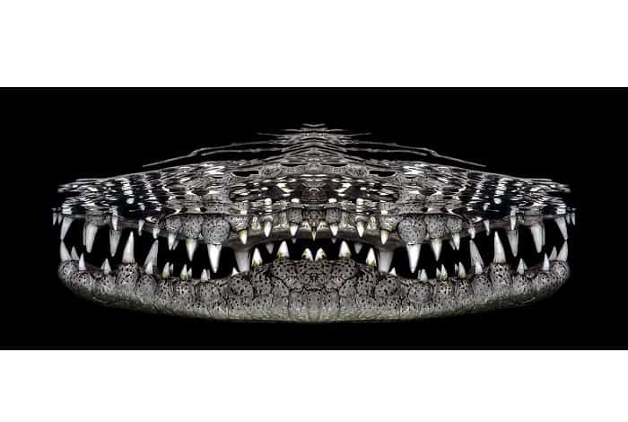 1. Unterwasserkunst Jenny Stock Crocosmile