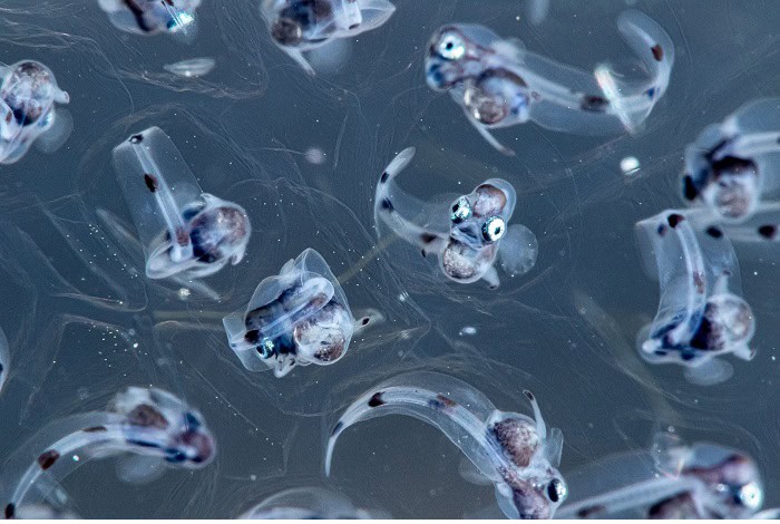 2. Makro Sayaka Ichinoseki Das Baby des Anglerfisches