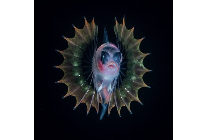 2. Porträt Jeff Molder Mardi Gras Blenny