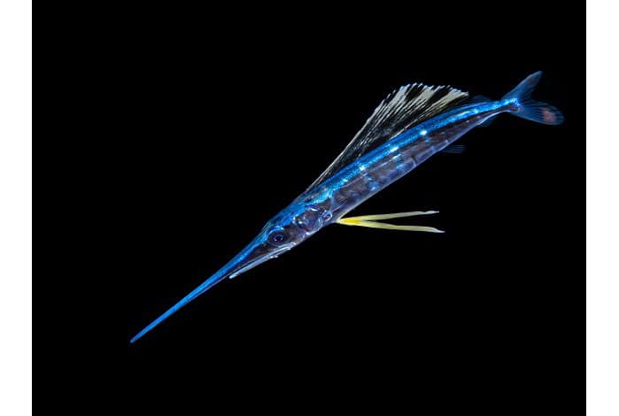 3. Blackwater Galice Hoarau Juveniler Segelfisch