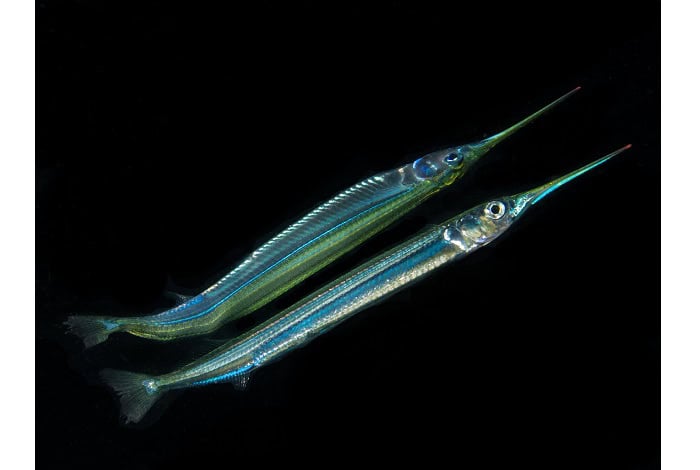 3. Kompakt Makro PT Hirschfield Juveniler Speerfisch Spiegelung