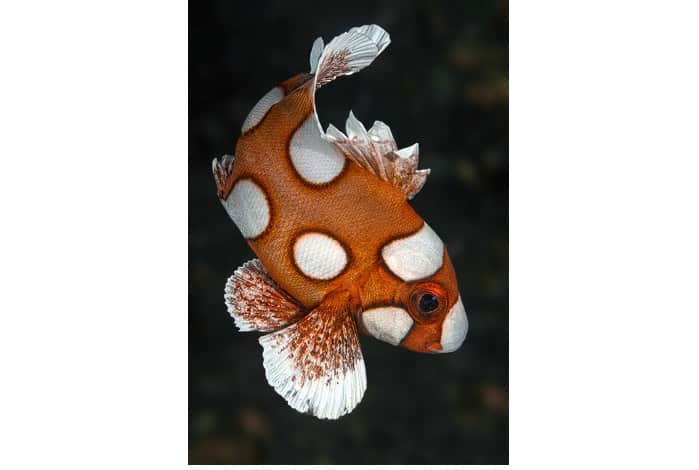 3. Porträt Igor Bogachenko Harlekin-Süßlippe Plectorhinchus Chaetodonoides Juvenil