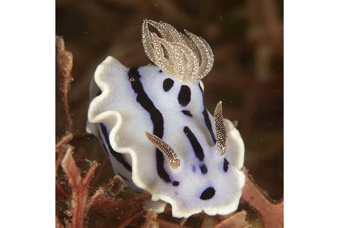 Hm2 Nacktschnecken Fred Turoff Dianas Chromodoris