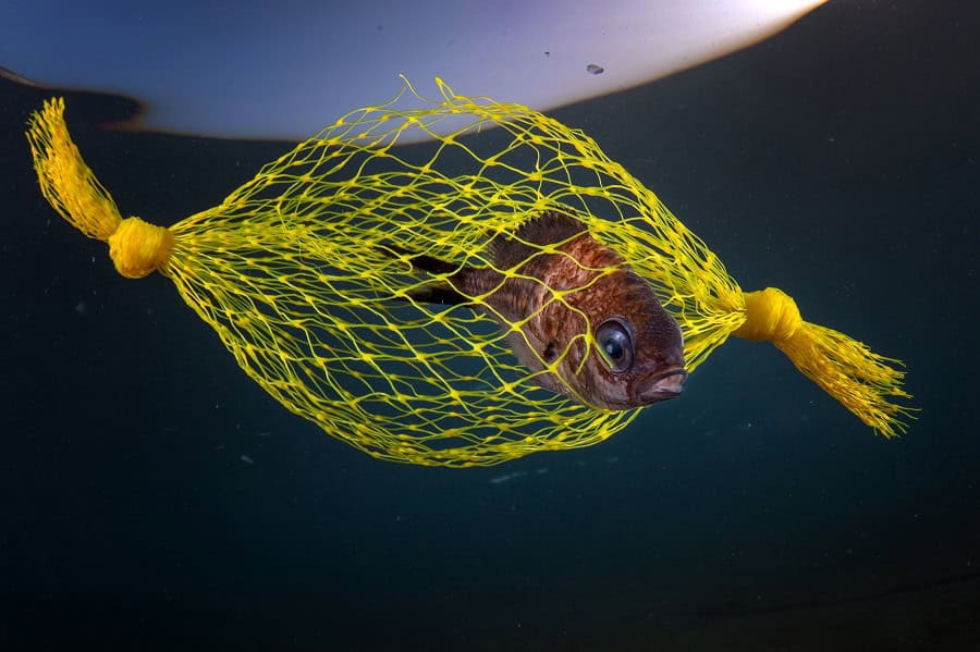 9902pasqualevassallo.jpg  
