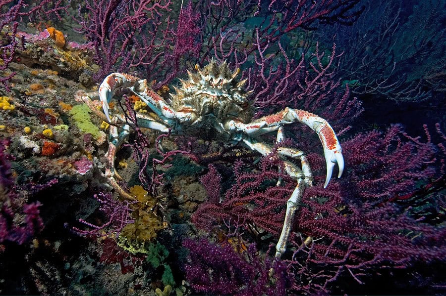 Große Seespinne Maja squinado d 0382