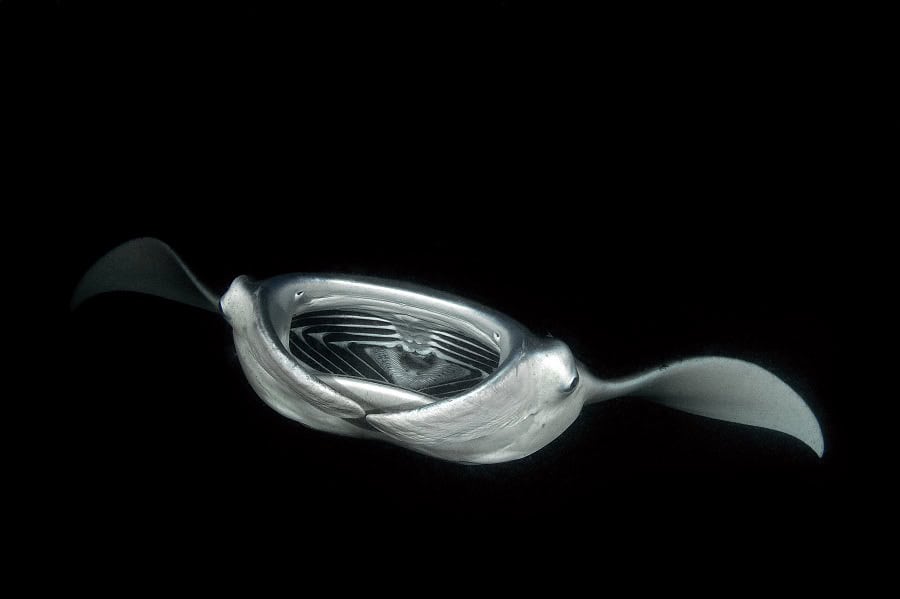 Manta d alfred mobula alfredi nacht d8676