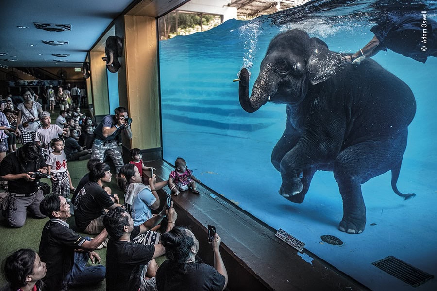 © Adam Oswell, Wildlife Photographer of the Year