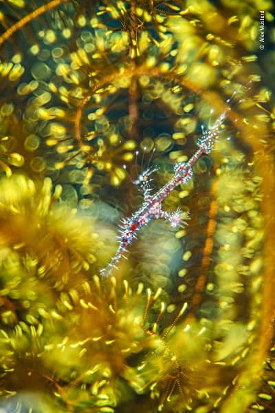 © Alex Mustard, Wildlife Photographer of the Year