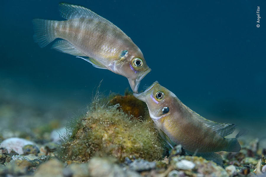 © Angel Fitor, Wildlife Photographer of the Year