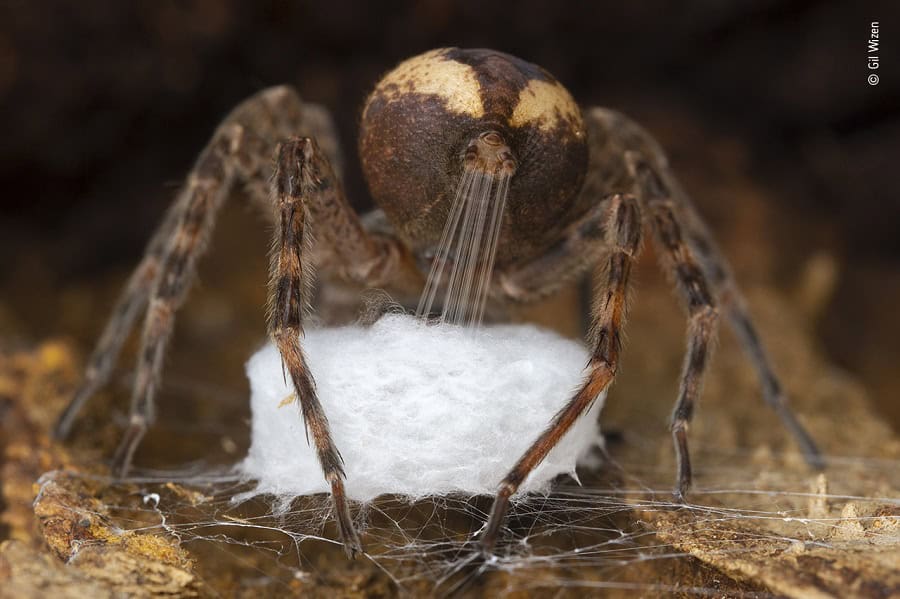 © Gil Wizen, Wildlife Photographer of the Year