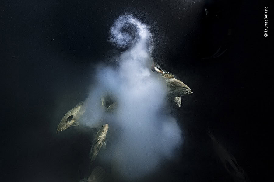 © Laurent Ballesta, Wildlife Photographer of the Year