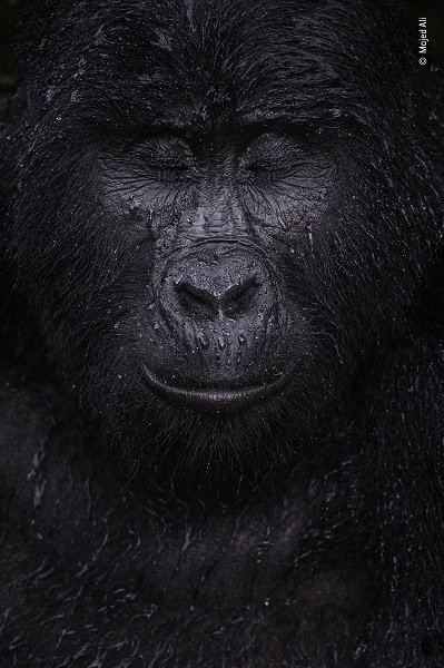 © Majed Ali, Wildlife Photographer of the Year