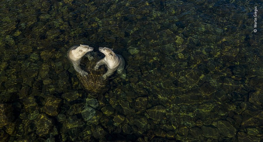 © Martin Gregus, Wildlife Photographer of the Year