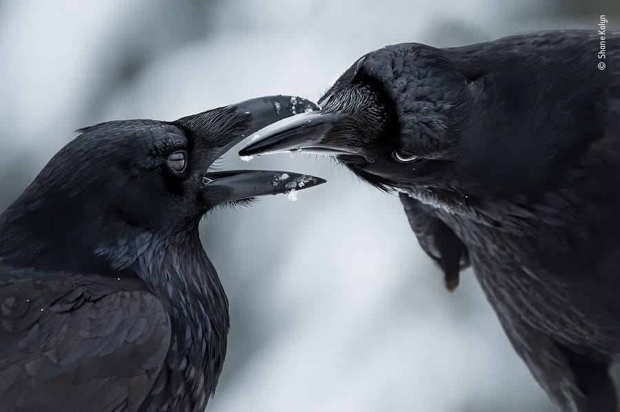 © Shane Kalyn, Wildlife Photographer of the Year