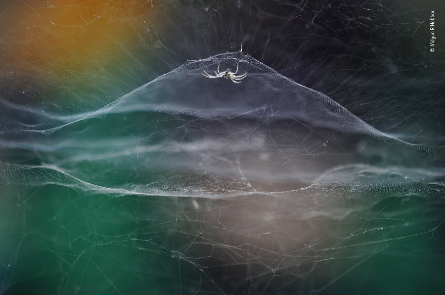 © Vidyun R Hebbar, Wildlife Photographer of the Year