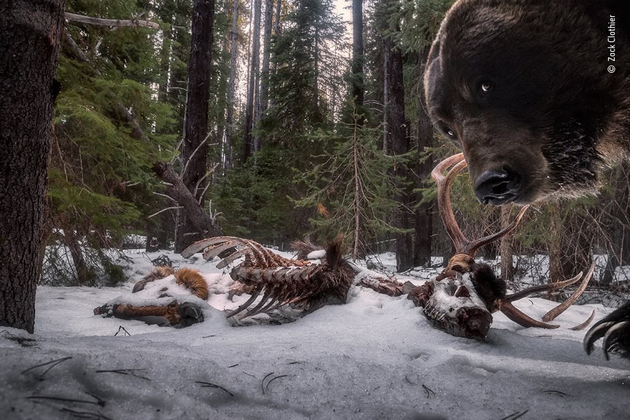 © Zack Clothier, Wildlife Photographer of the Year