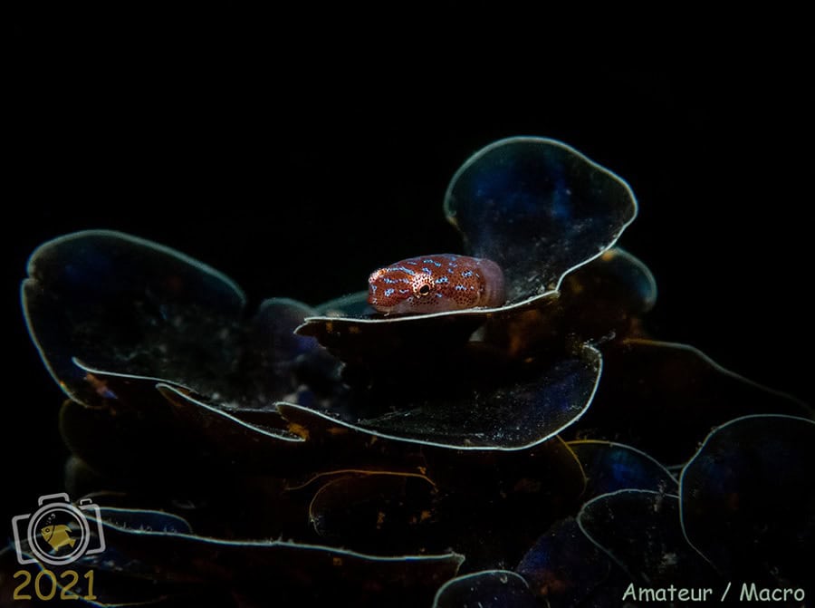 1. Preis Makro Amateur. © Salvatore Gambacurta
