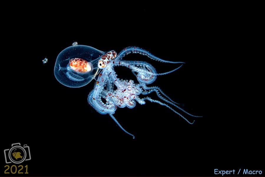 1. Preis Makro Experte. © Pietro Cremone
