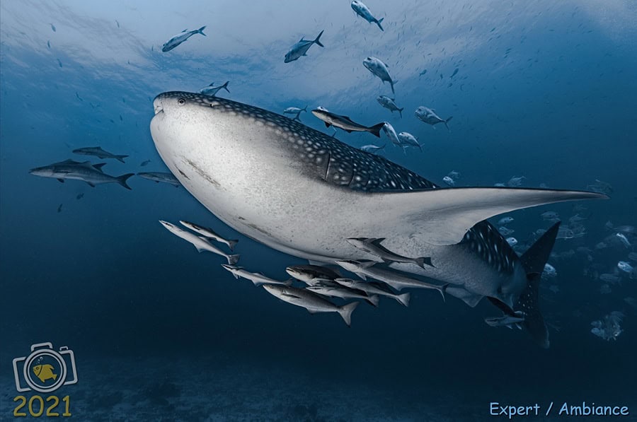 3. Preis Ambiente Experte. © Gilles Auroux