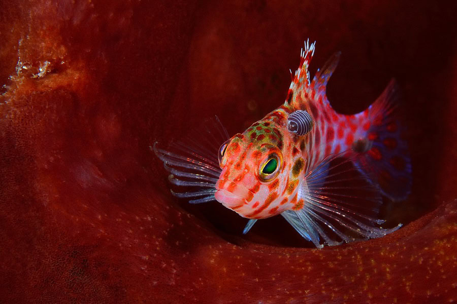 1. Preis Makro Hoffnung. © Philippe Vernet